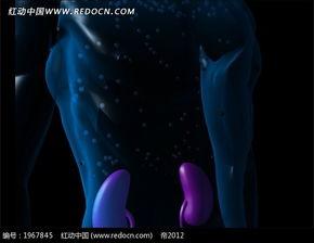 成人结构素材视频下载,深度解析与下载指南-第2张图片-日韩亚洲国产影院 成人结构素材视频下载,深度解析与下载指南-第2张图片-日韩亚洲国产影院