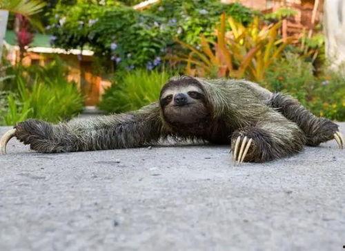 野狗变成人故事视频大全,跨越物种的奇幻之旅-第1张图片-日韩亚洲国产影院 野狗变成人故事视频大全,跨越物种的奇幻之旅-第1张图片-日韩亚洲国产影院