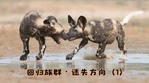 野狗变成人故事视频大全,跨越物种的奇幻之旅-第2张图片-日韩亚洲国产影院 野狗变成人故事视频大全,跨越物种的奇幻之旅-第2张图片-日韩亚洲国产影院