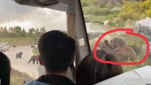 熊伪装成人伤人视频,揭秘惊悚伤人事件背后的真相-第1张图片-日韩亚洲国产影院 熊伪装成人伤人视频,揭秘惊悚伤人事件背后的真相-第1张图片-日韩亚洲国产影院