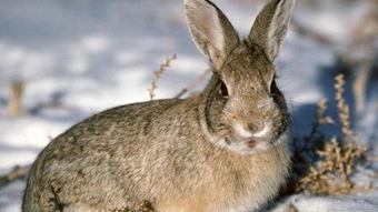 成人吃野兔视频播放网站,猎奇与禁忌的交织-第1张图片-日韩亚洲国产影院 成人吃野兔视频播放网站,猎奇与禁忌的交织-第1张图片-日韩亚洲国产影院