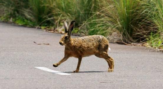 成人吃野兔视频播放网站,猎奇与禁忌的交织-第2张图片-日韩亚洲国产影院 成人吃野兔视频播放网站,猎奇与禁忌的交织-第2张图片-日韩亚洲国产影院