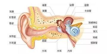 成人做耳蜗风险大吗视频,成人风险解析与安全考量-第2张图片-日韩亚洲国产影院
