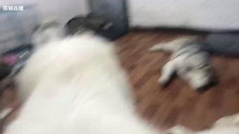 成人羊癫疯发作视频大全,揭秘成人癫痫瞬间-第1张图片-日韩亚洲国产影院