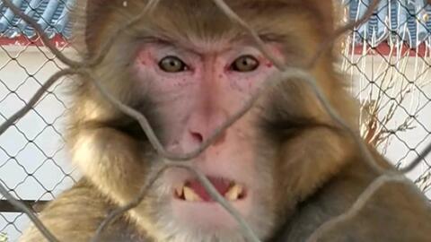 成人羊癫疯发作视频大全,揭秘成人癫痫瞬间-第3张图片-日韩亚洲国产影院