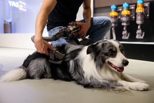 宠物成人推头发视频,萌宠推头发视频走红网络-第1张图片-日韩亚洲国产影院