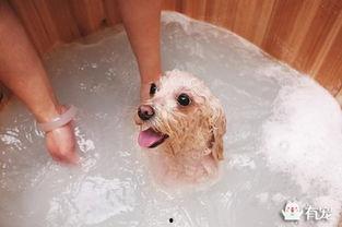 宠物成人推头发视频,萌宠推头发视频走红网络-第2张图片-日韩亚洲国产影院