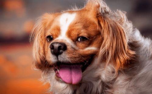 宠物成人推头发视频,萌宠推头发视频走红网络-第3张图片-日韩亚洲国产影院