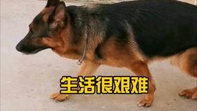 狗投胎成人的视频大全,奇趣视频大盘点-第2张图片-日韩亚洲国产影院 狗投胎成人的视频大全,奇趣视频大盘点-第2张图片-日韩亚洲国产影院