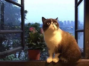 猫咪视频-成人快播-第3张图片-日韩亚洲国产影院